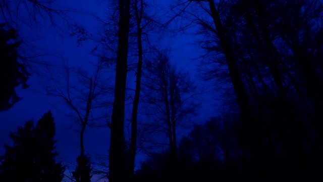 Spooky forest. Tree crowns in the darkness. Night falls down.