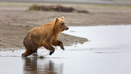 Grizzlybär beim Lachsfang
