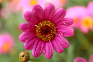 Obraz premium Pinke Blume