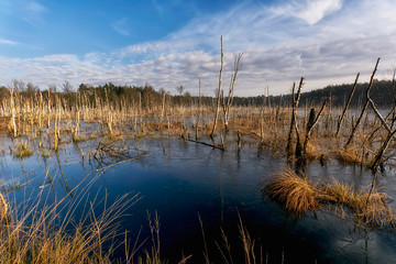 Lake and marsh in the Mazovian Landscape Park in Poland.