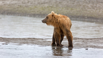 Grizzlybär am Ufer