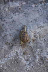 A closeup on a snail crawling on a brown stone