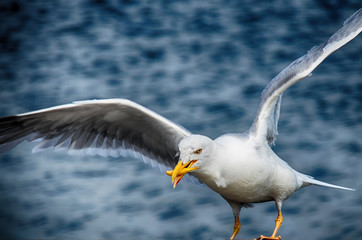Möwe, Flügel, Schnabel, Meer, Natur, Tier
