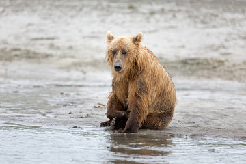 Grizzlybär am Ufer