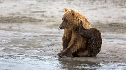 Fototapeta premium Grizzlybär am Ufer