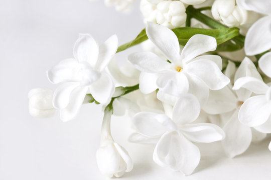 White lilac flowers blossom, floral wallpaper