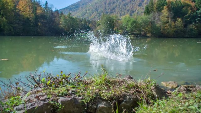 A beautiful white dog is jumping into a green lake. The nature looks magnificent.