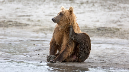 Obraz premium Grizzlybär am Ufer