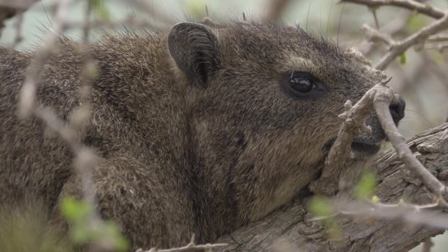 A Hyrax resting on a branch