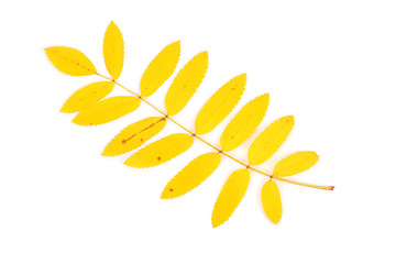 Naklejka na ściany i meble Yellow rowan leaves