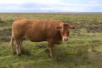 Naklejka na ściany i meble Laesoe / Denmark: Red-brown cow in the salt marsh