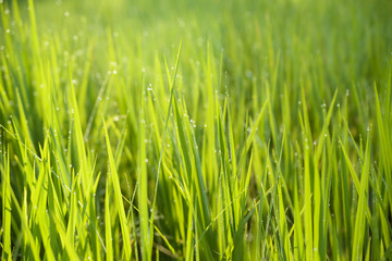 Obraz premium Beautiful rice crop on plantation field for background.