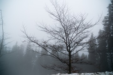 Nature covered by snow during misty winter day. Slovakia