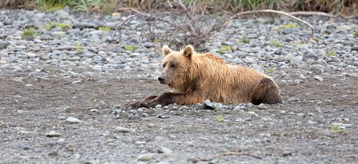 Grizzlybär am Ufer