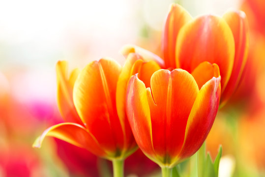 Close-up orange tulip flower in nature