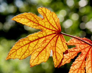 An oak leaf backlit showin veins in the dried leaf.