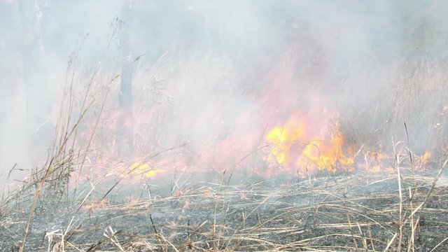 Medium pan shot of bush fire in Africa against termite hill