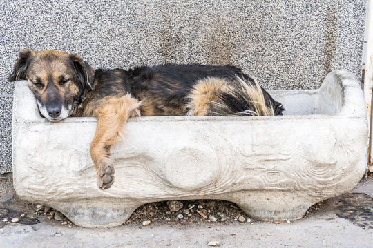 Dog sleeps on the street