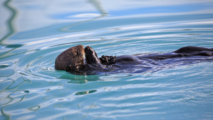 Obraz premium Seeotter