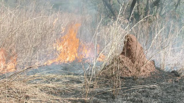 Bush fire consuming tall grass behind large termite mound