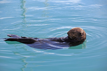 Fototapeta premium Seeotter