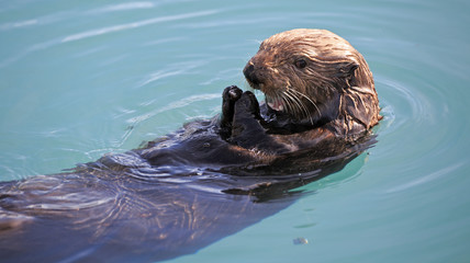 Obraz premium Seeotter