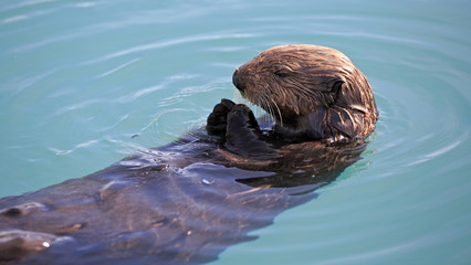 Fototapeta premium Seeotter