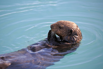 Fototapeta premium Seeotter