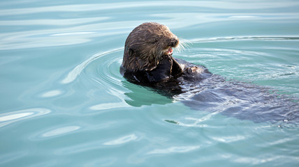 Obraz premium Seeotter