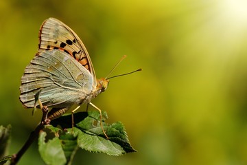 Closeup butterfly on flower