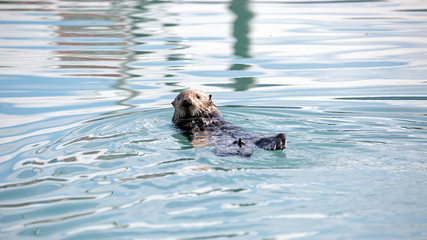 Fototapeta premium Seeotter