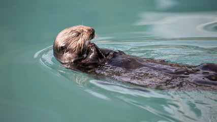 Fototapeta premium Seeotter