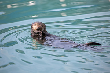 Fototapeta premium Seeotter