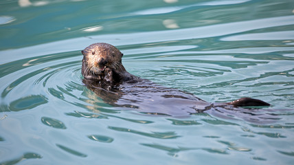 Seeotter