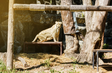One female lion on tabe in sunlight and cave and tree background