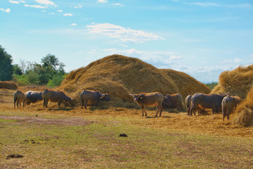 A group of Buffalo eating dry stack straw. Asian buffalo and a dry straw and cloud on the sky in background