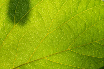 Fototapeta na wymiar Green leaf nature background