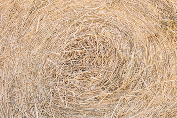 Closeup surface roll of dry straw for feeding textured background
