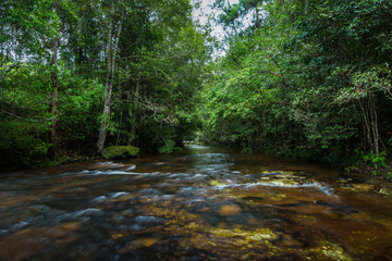 River in the tropical rainforest landscape