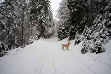 escursione invernale in Val Canali, nel parco naturale di Paneveggio - Trentino