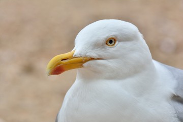 gros plan sur une mouette