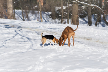 Handsome Hungarian Short Wire haired Pointing pointer Dog Vizsla wearing leather collar playing and smelling  with beagle breed dog on snow coat. Winter in park. Copy space image.