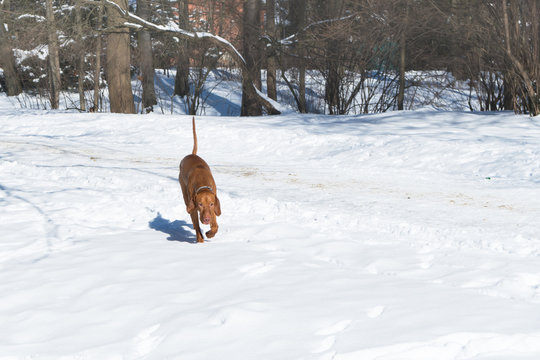 Handsome Hungarian Short Wire haired Pointing pointer Dog Vizsla wearing leather collar running and playing on snow coat. Winter in park. Copy space image.