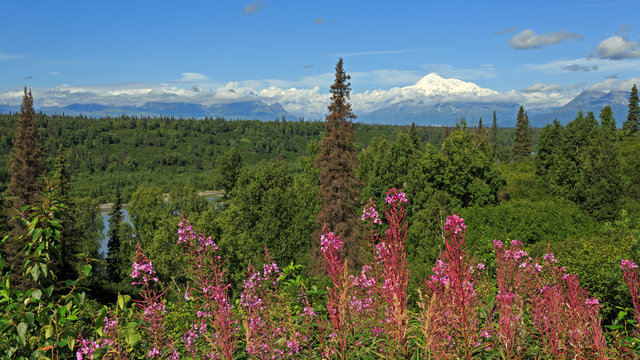 Denali Bilder Durchsuchen 15,074 Archivfotos, und