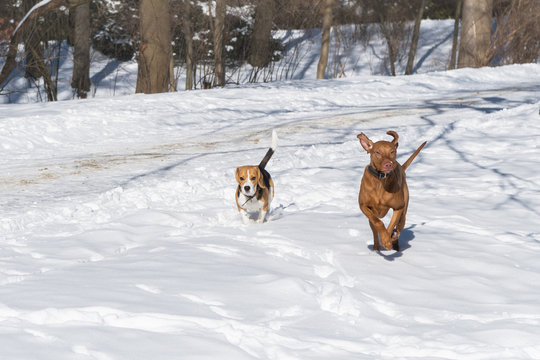 Handsome Hungarian Short Wire haired Pointing pointer Dog Vizsla wearing leather collar playing and running with beagle breed dog on snow coat. Winter in park. Copy space image.