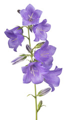 Fototapeta na wymiar seven bellflower violet large blooms on stem