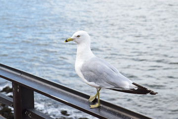 Seagull