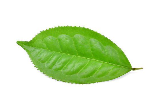 single green tea leaf isolated on white background