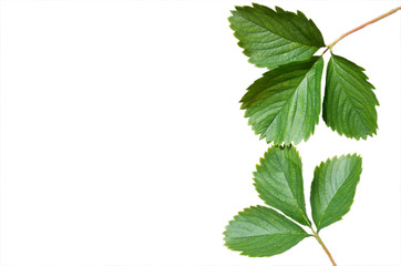 Strawberry leaves isolated on white background.
