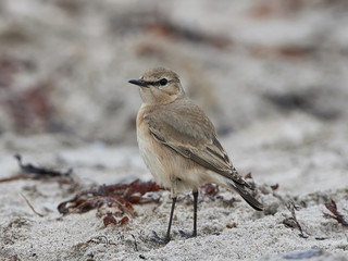Isabelline wheatear in its natural habitat at the beach